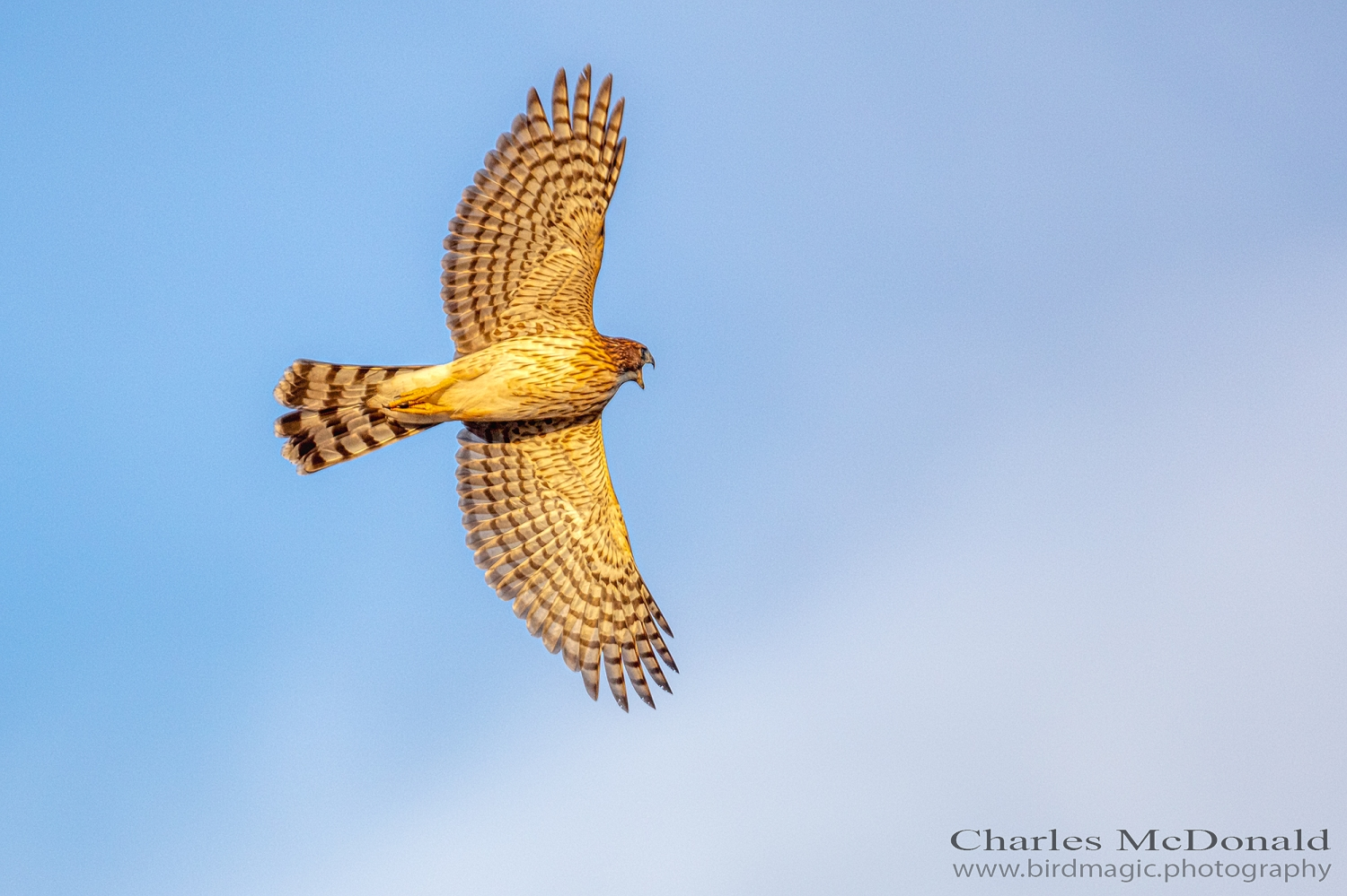 Cooper's Hawk