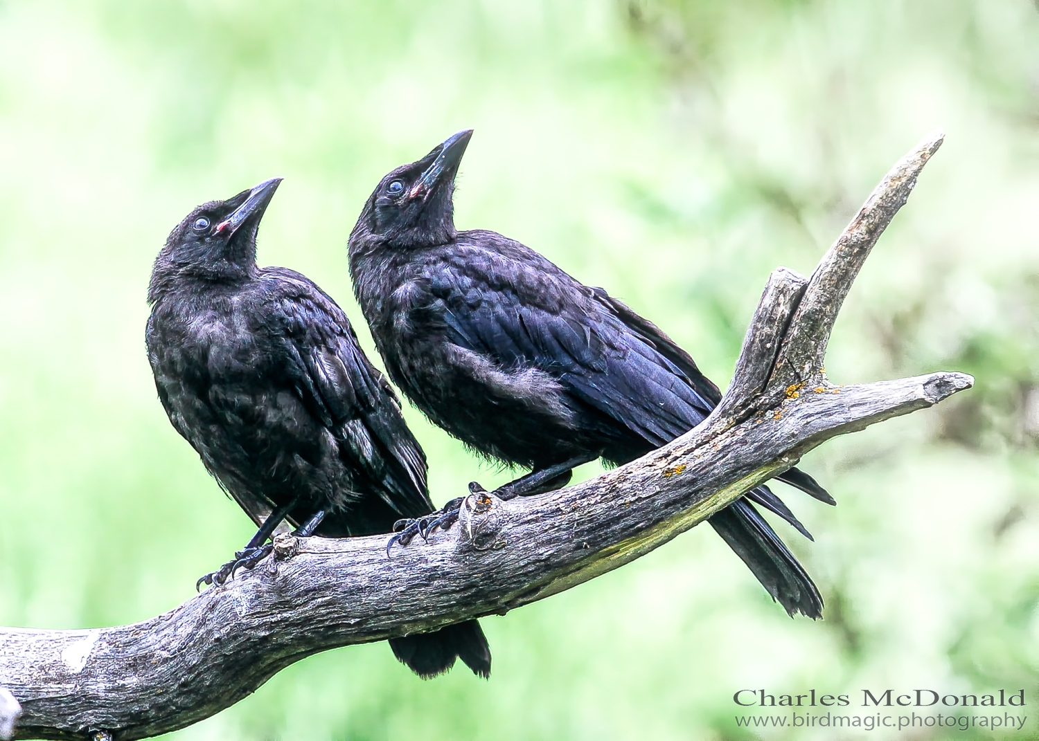 American Crow