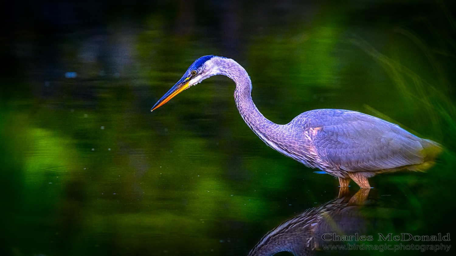 Great Blue Heron