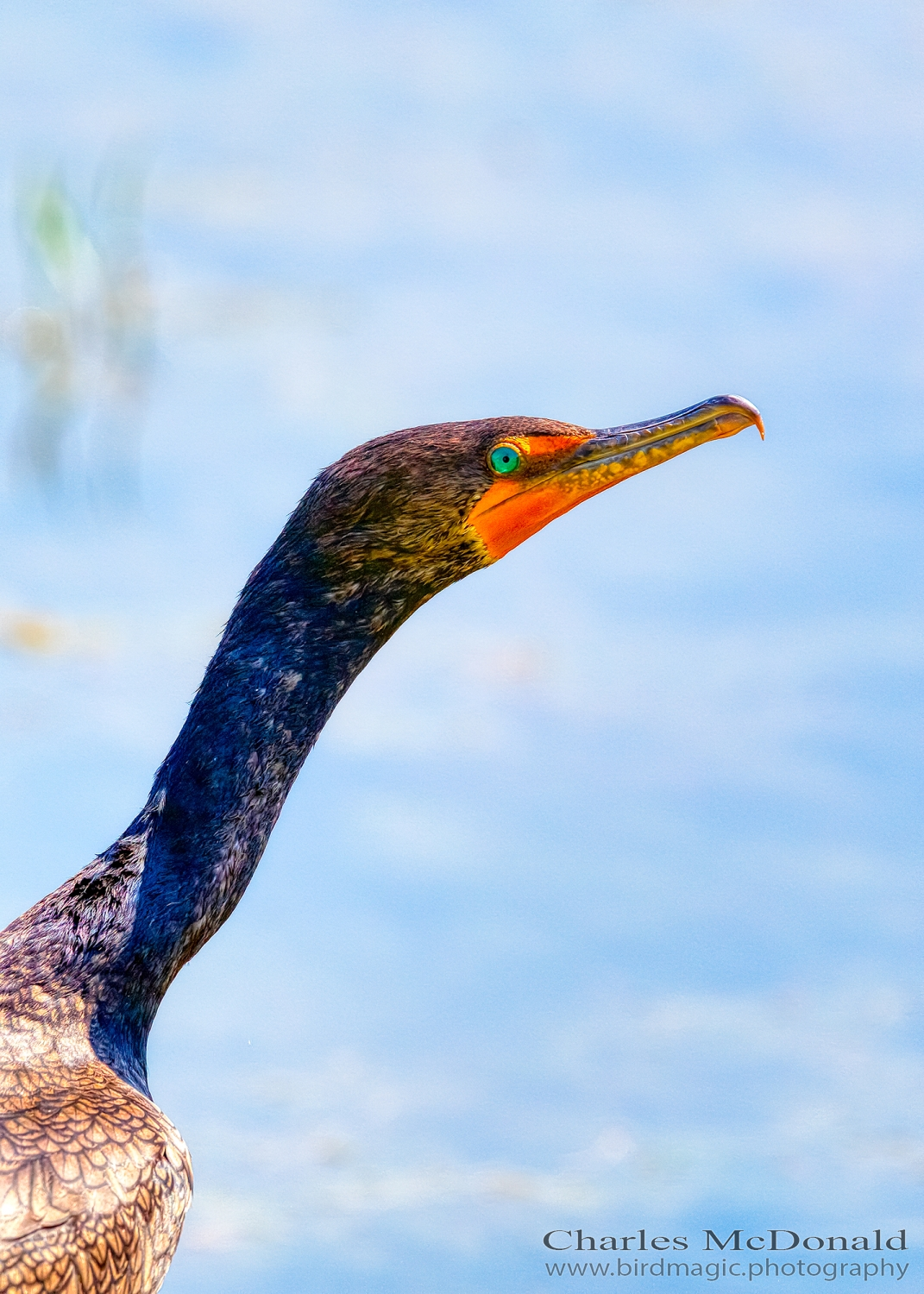 Double-crested Cormorant