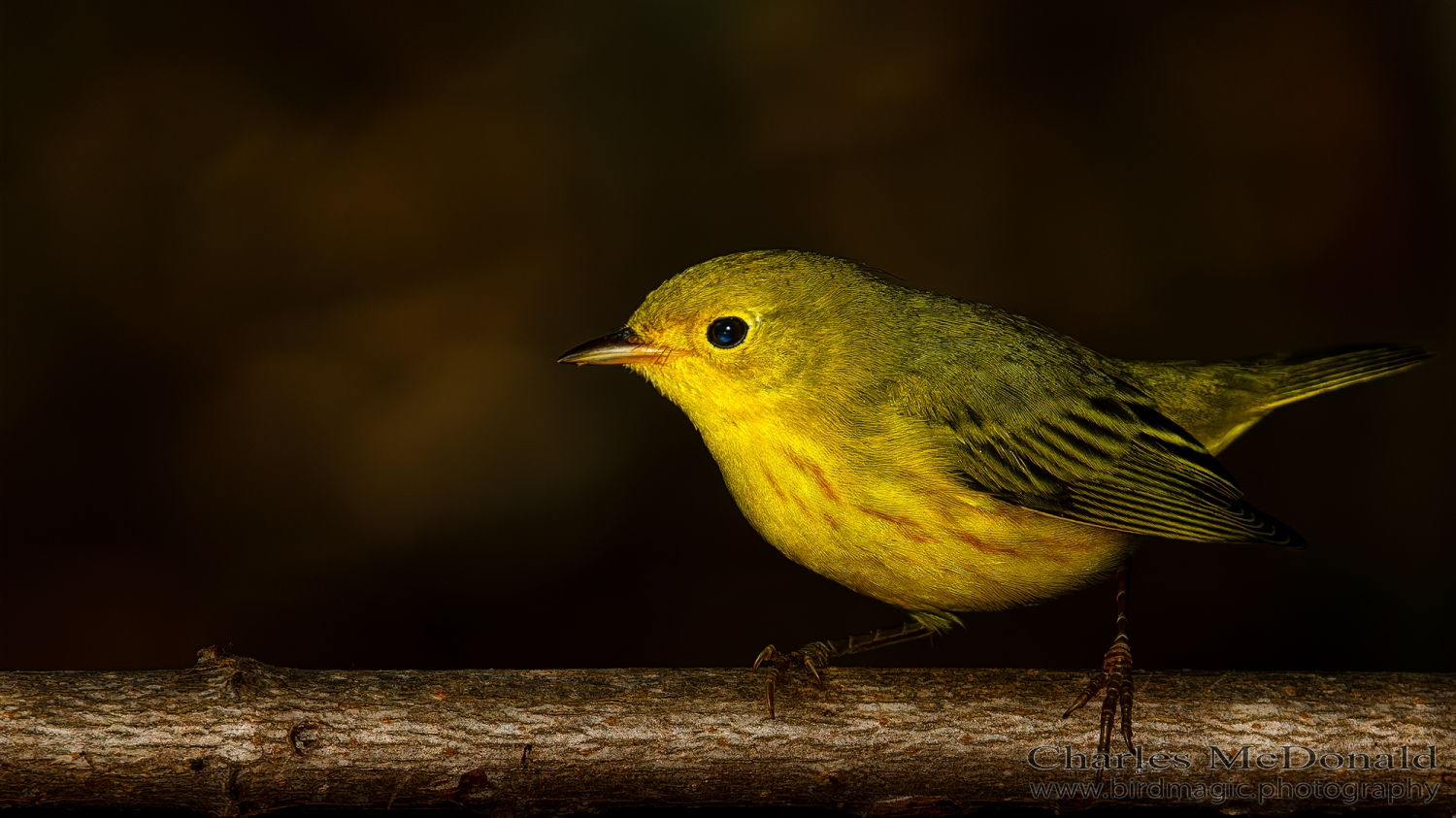 Yellow Warbler