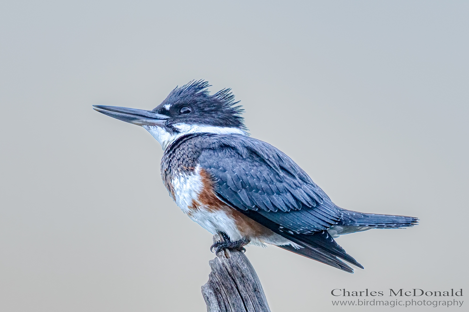 Belted Kingfisher