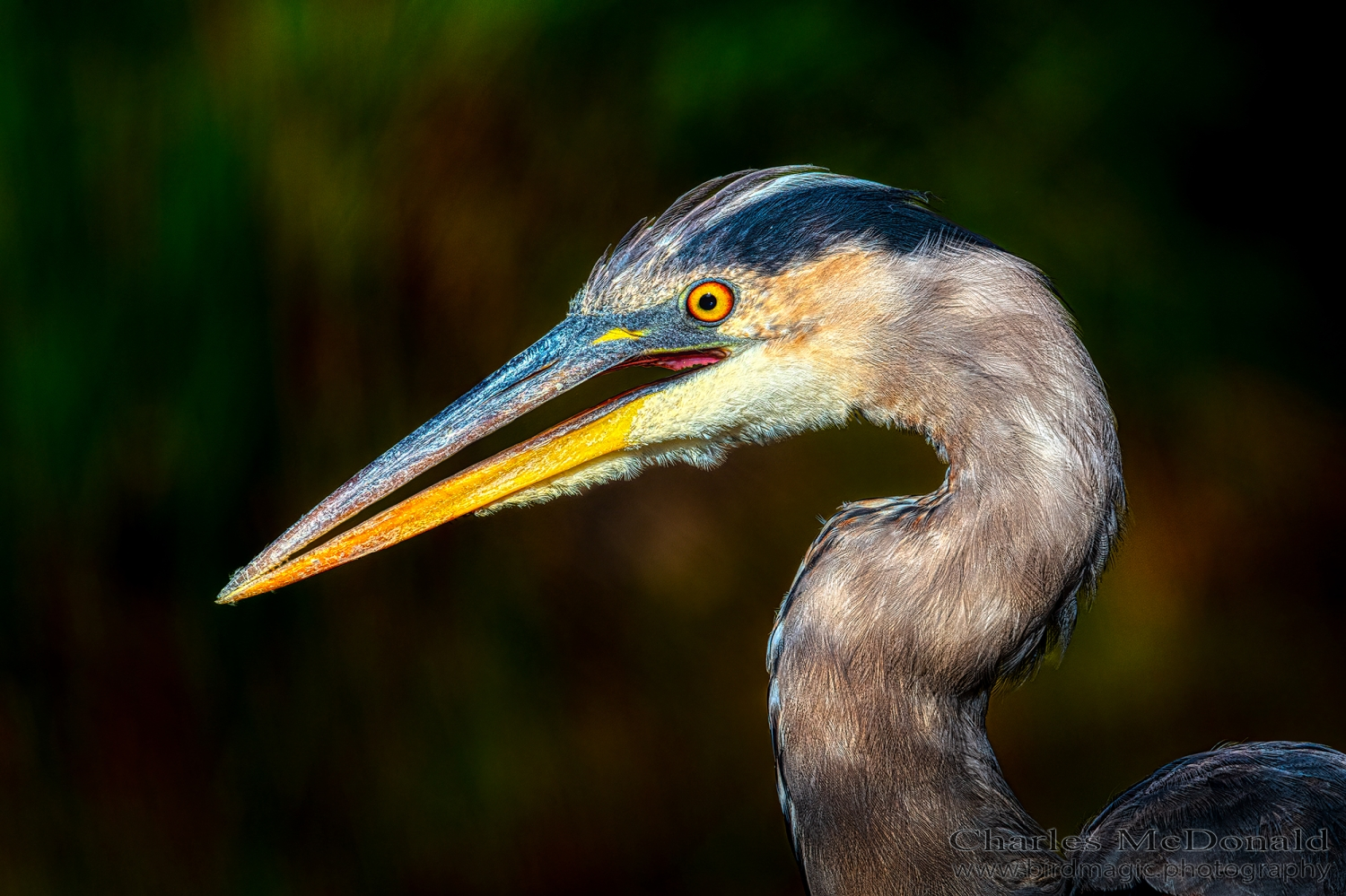 Great Blue Heron