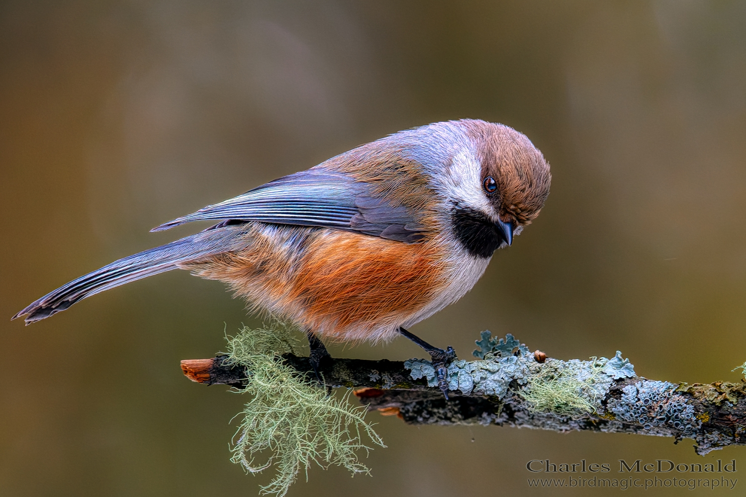 Boreal Chickadee