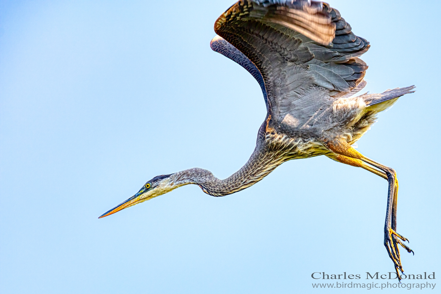 Great Blue Heron