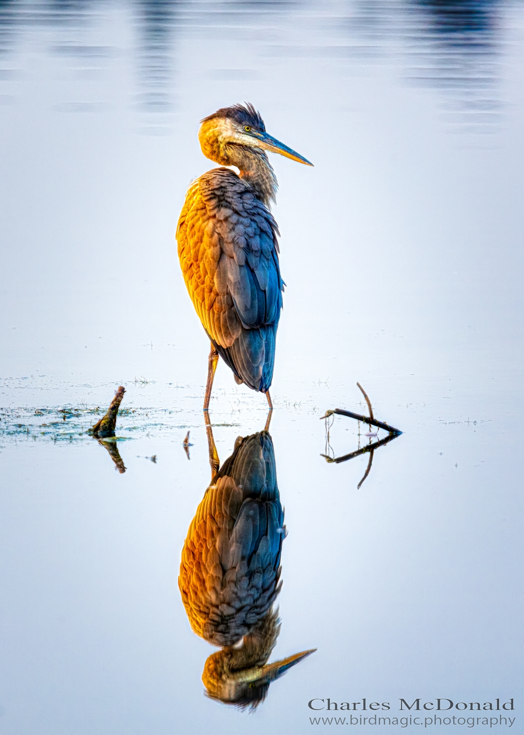 Great Blue Heron