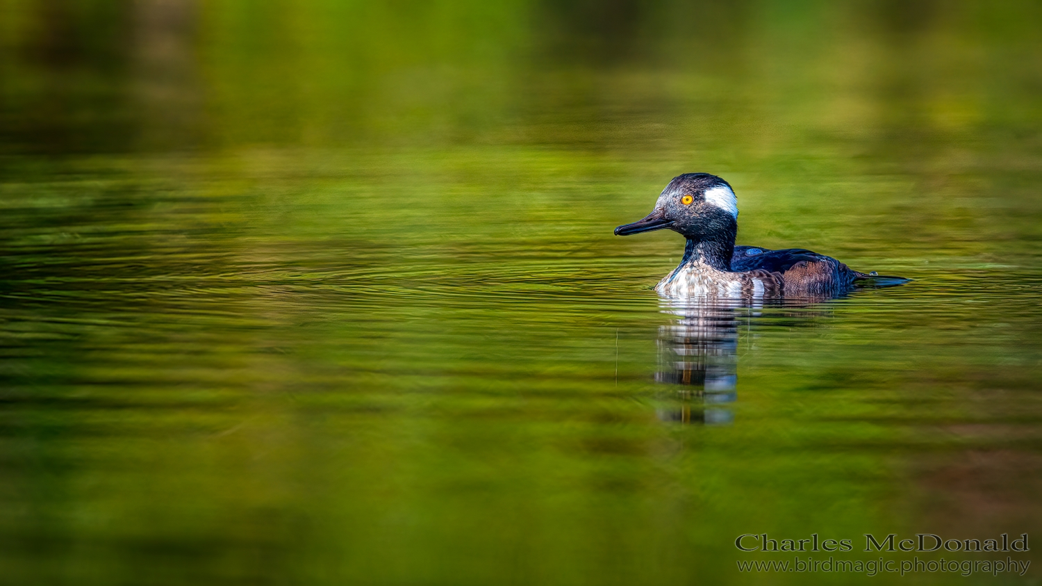 Hooded Merganser