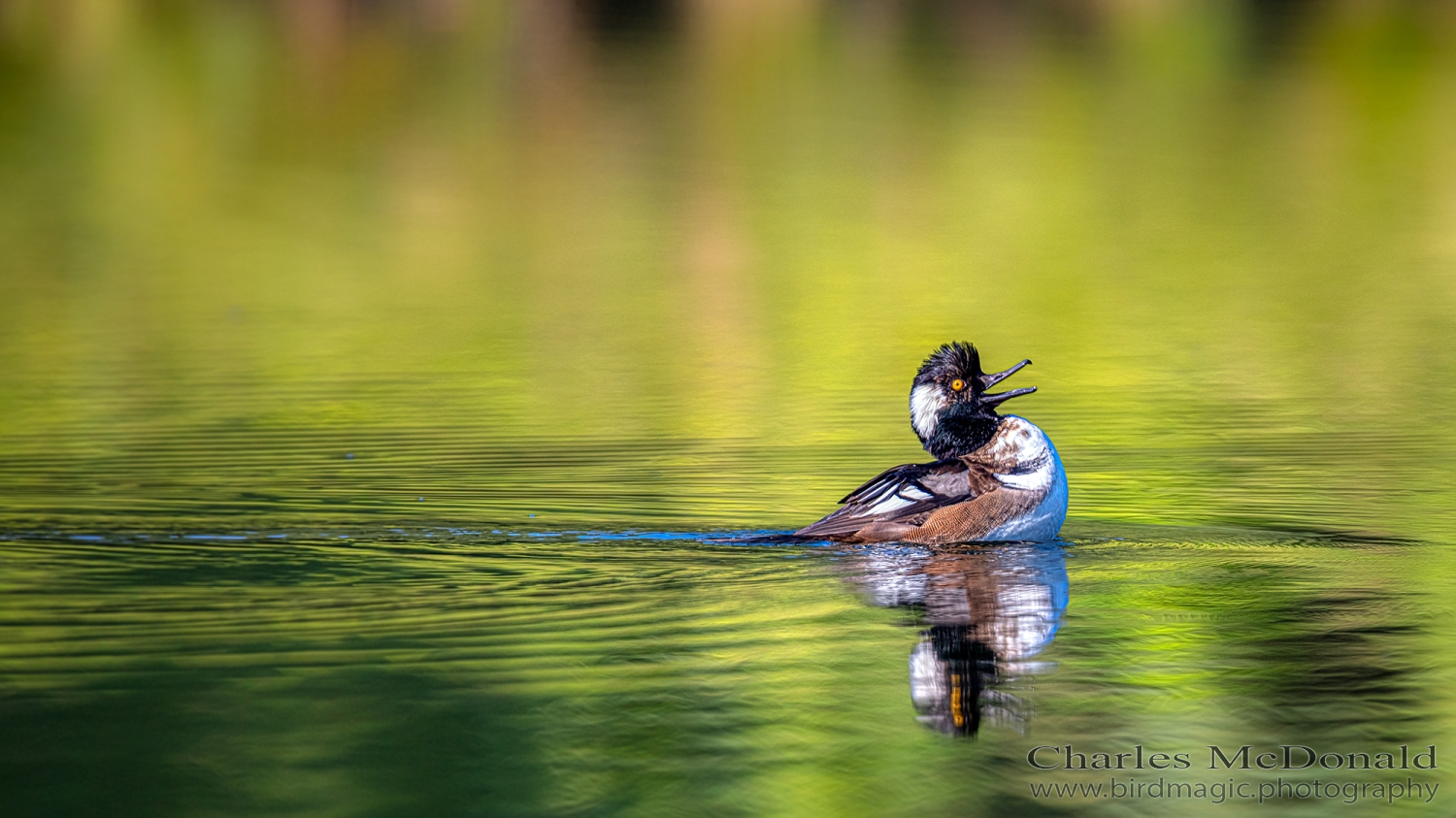 Hooded Merganser