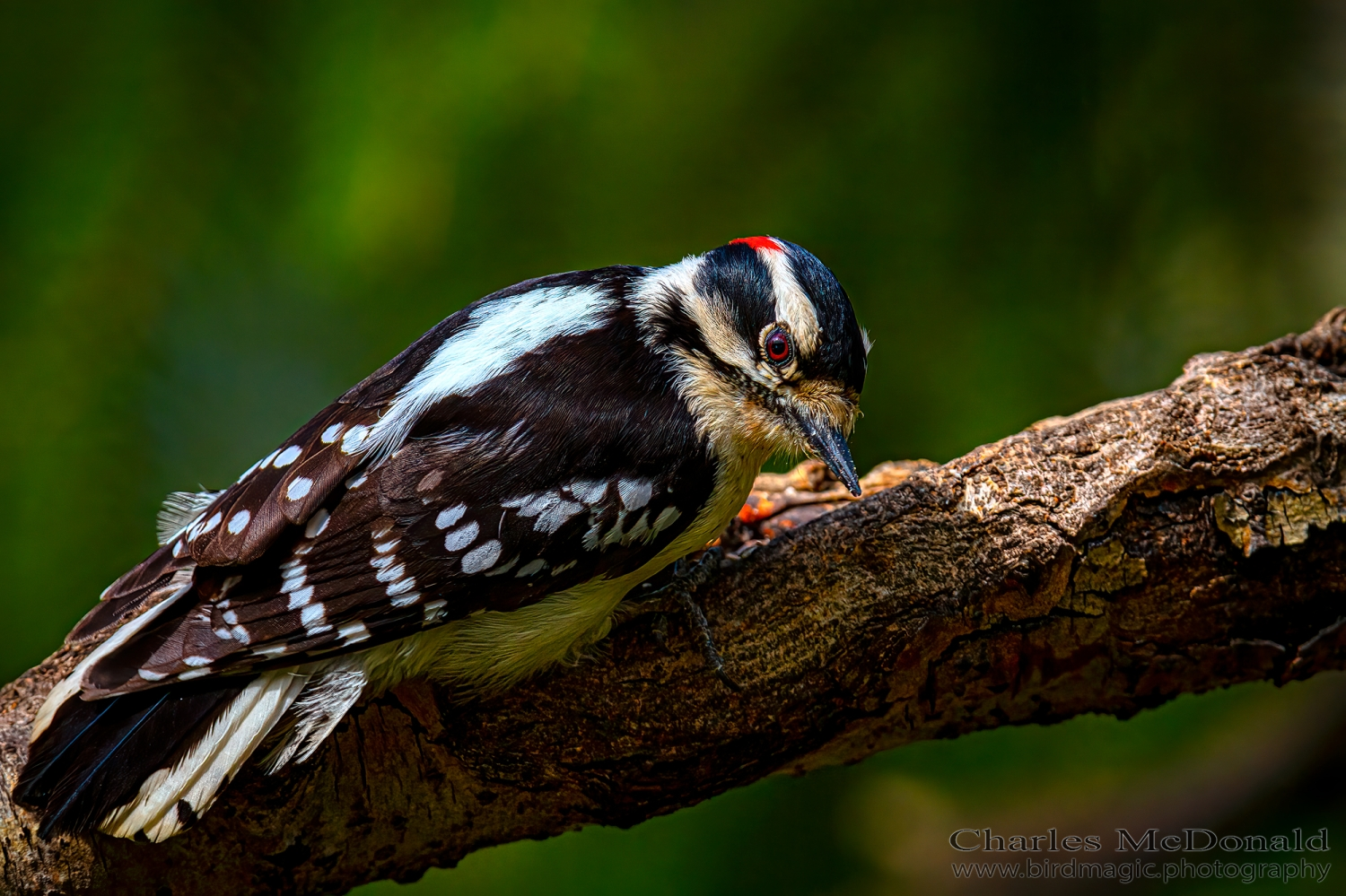 Downy Woodpecker