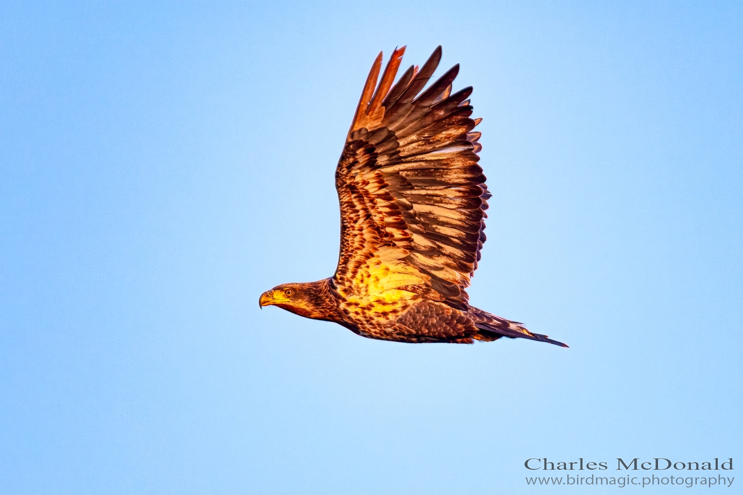 Bald Eagle