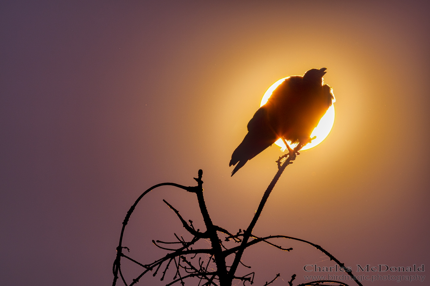 American Crow