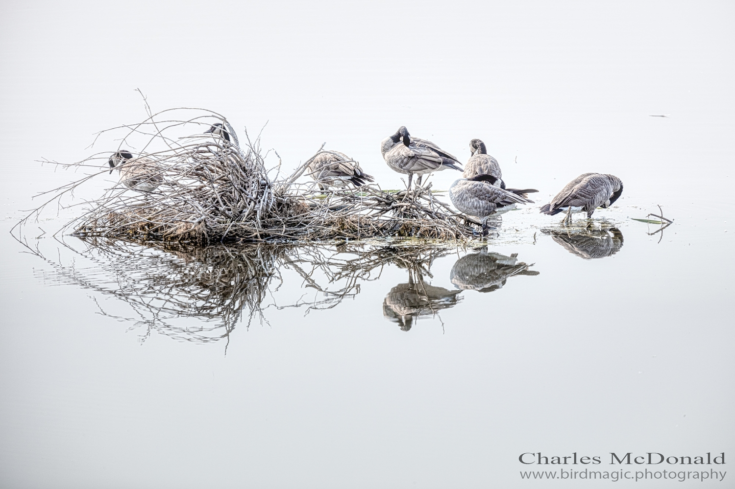 Canada Goose