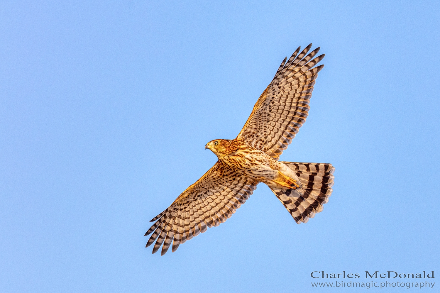 Cooper's Hawk