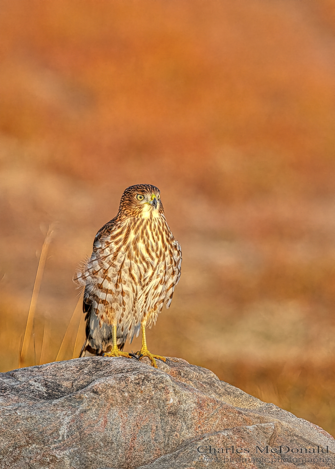 Cooper's Hawk