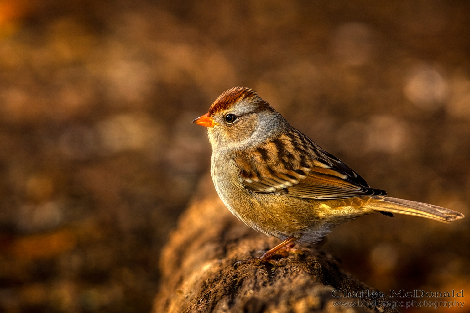 White-crowned Sparrow