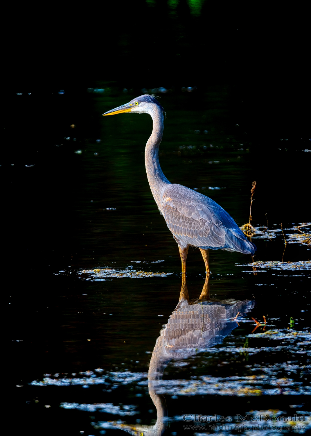 Great Blue Heron