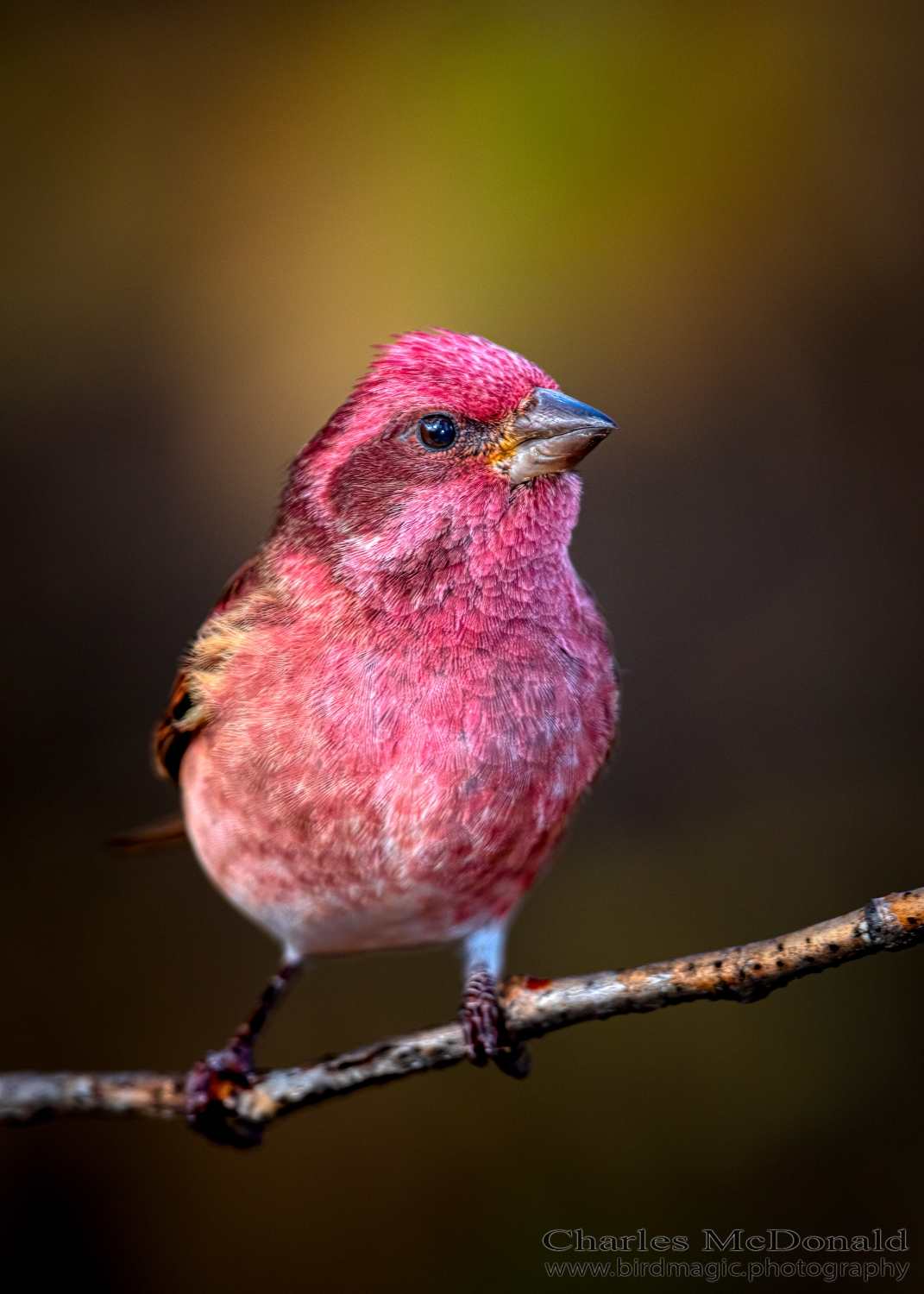 Purple Finch