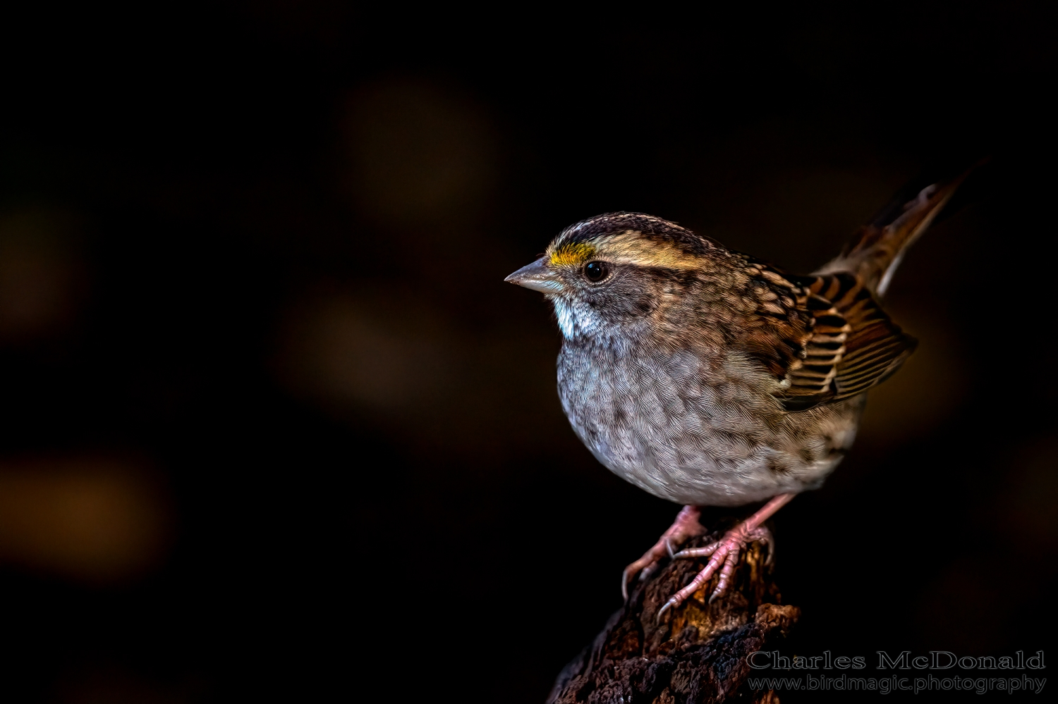 White-throated Sparrow