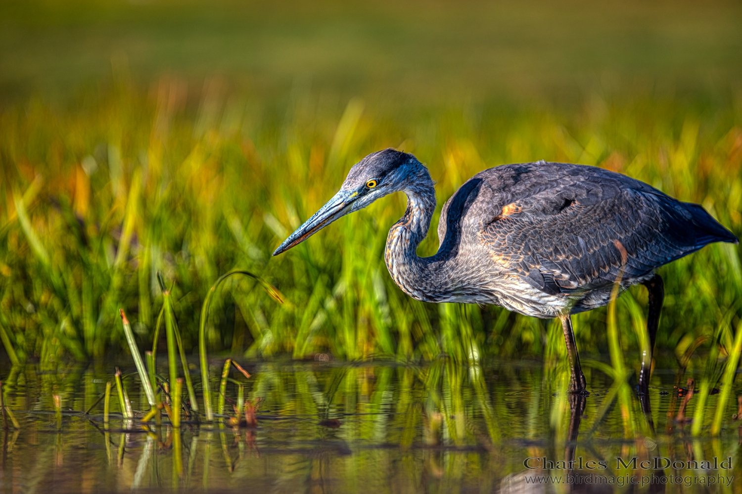 Great Blue Heron