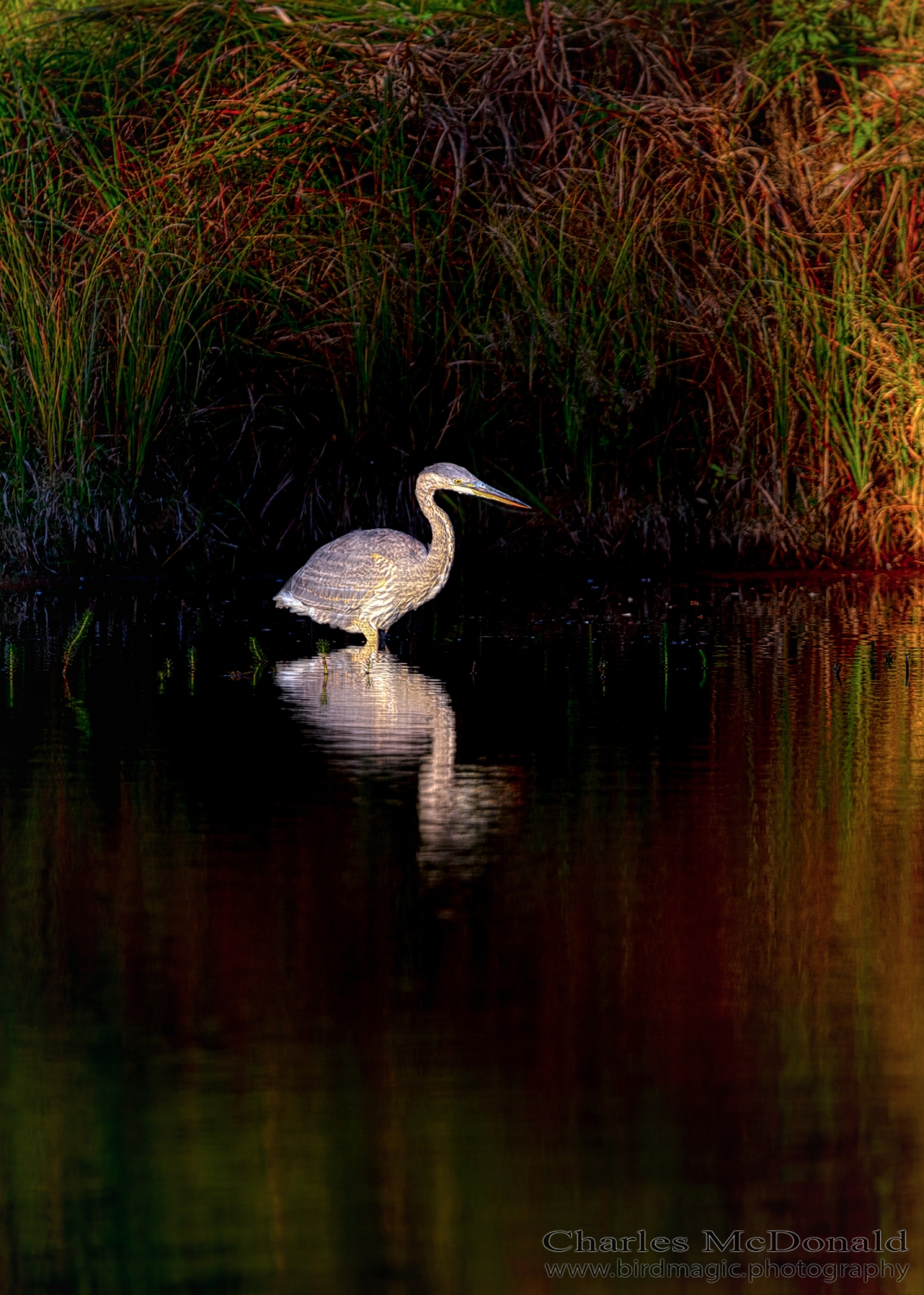 Great Blue Heron