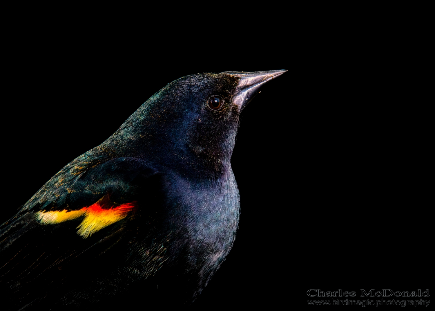 Red-winged Blackbird