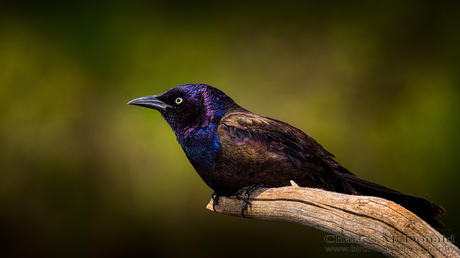 Common Grackle