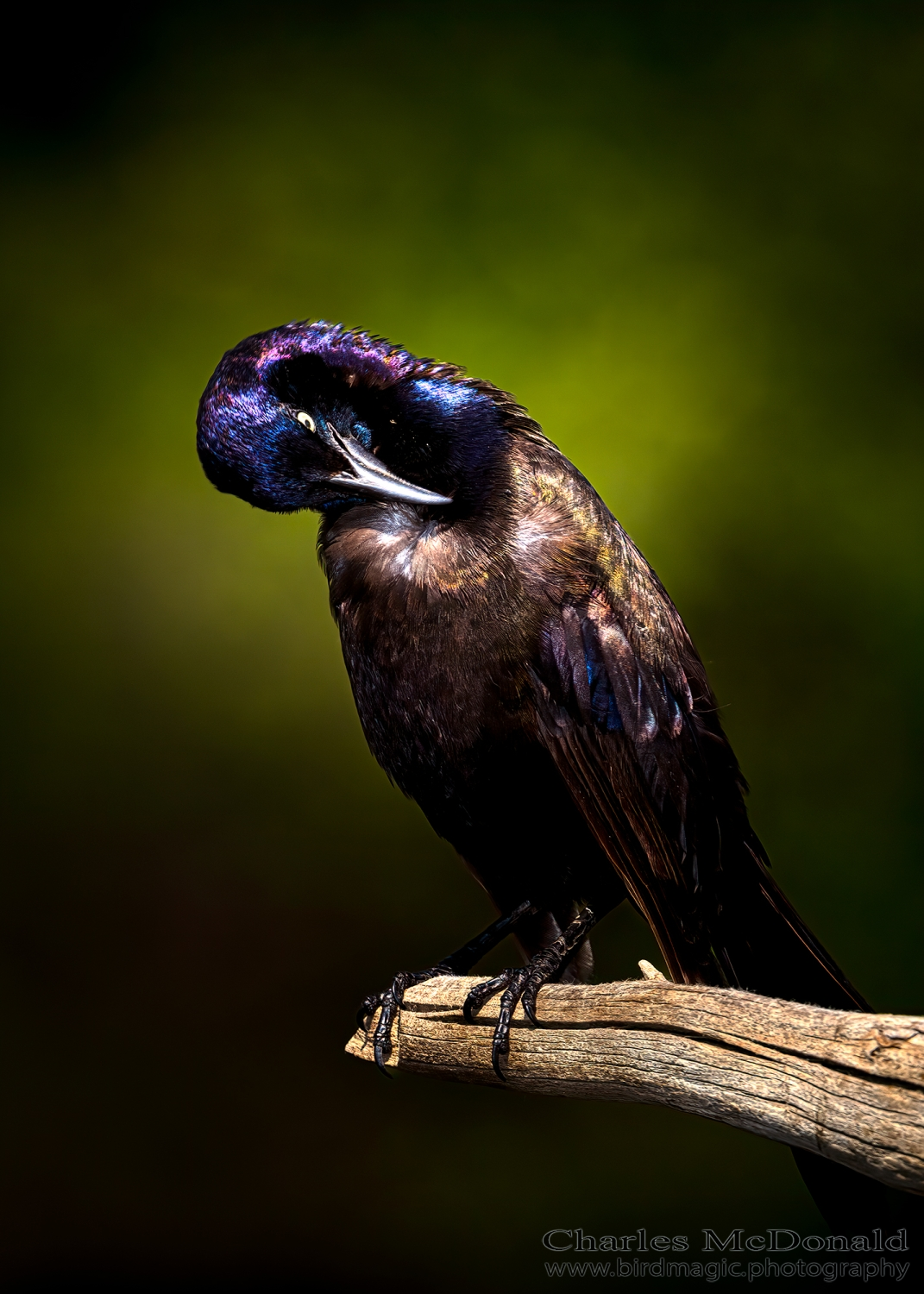 Common Grackle