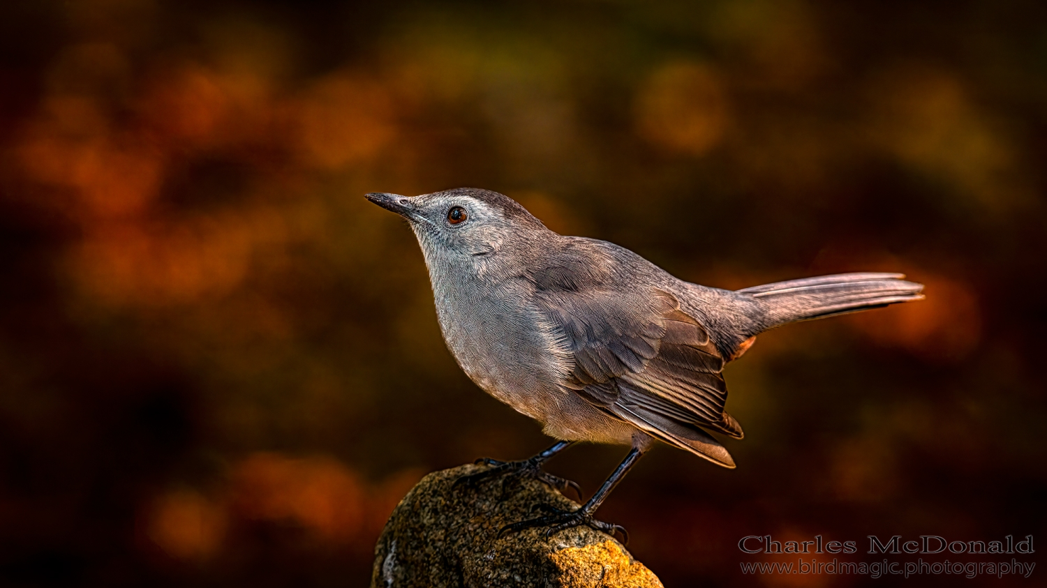 Gray Catbird