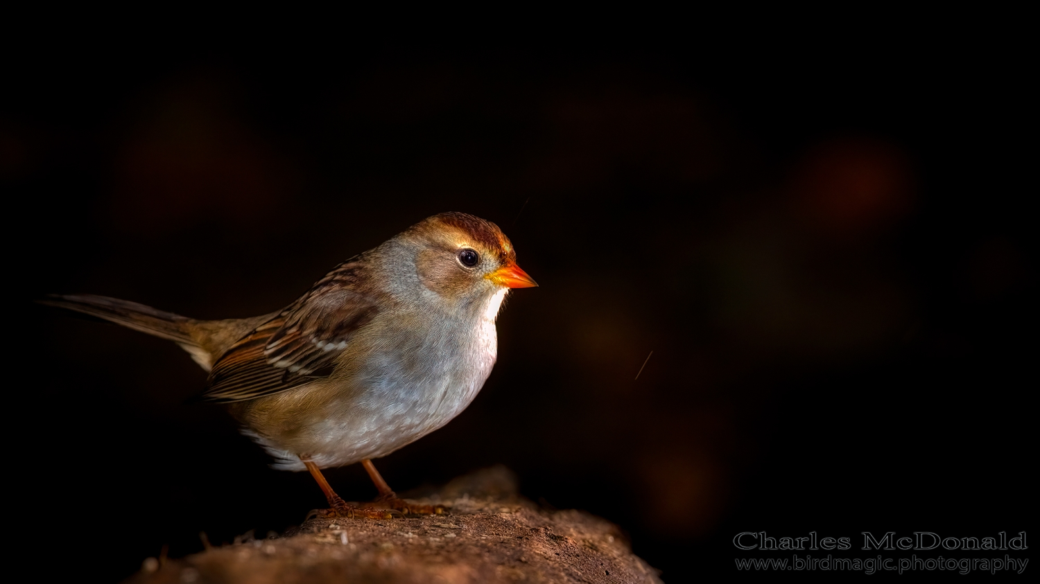 White-crowned Sparrow