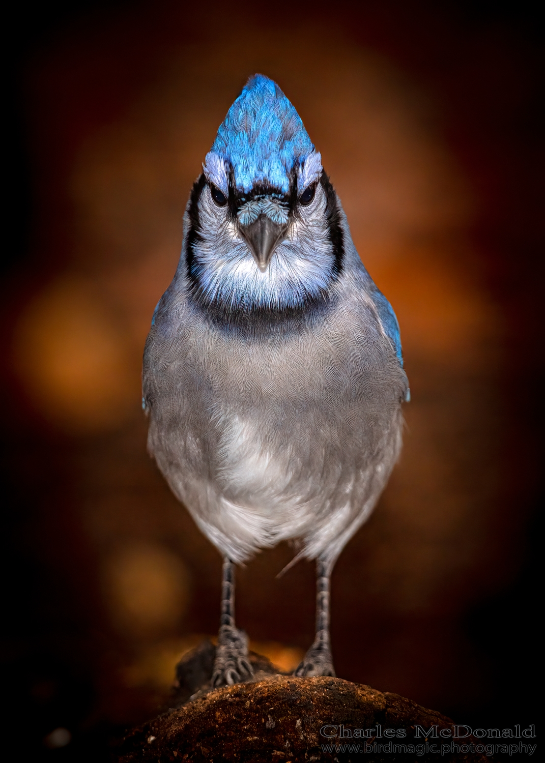 Blue Jay