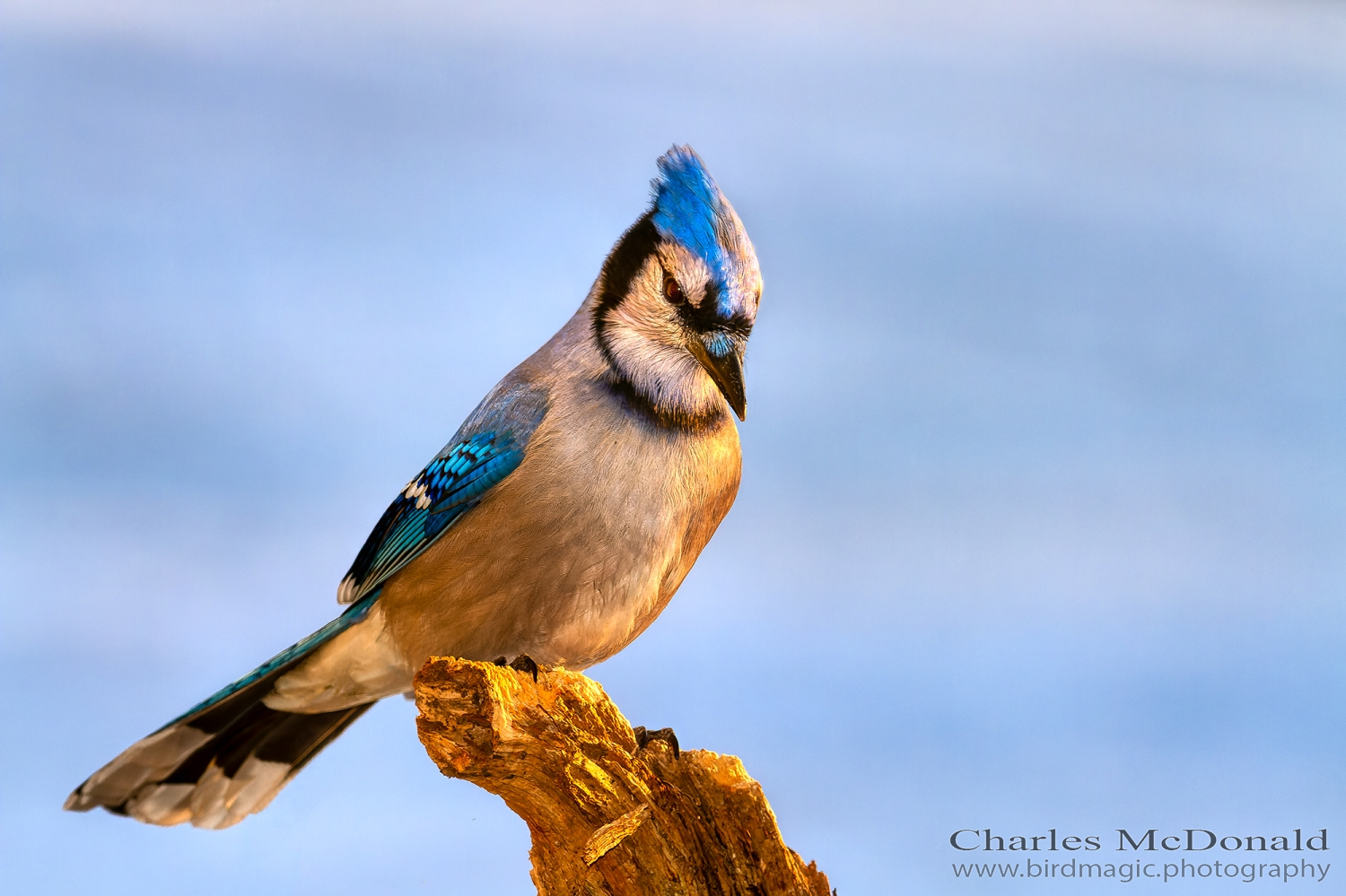 Blue Jay