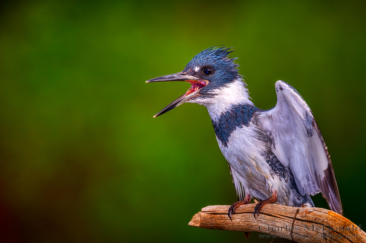 Belted Kingfisher