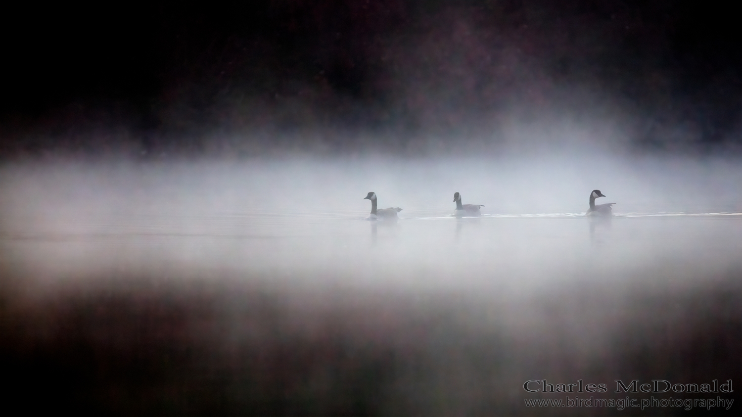 Canada Goose