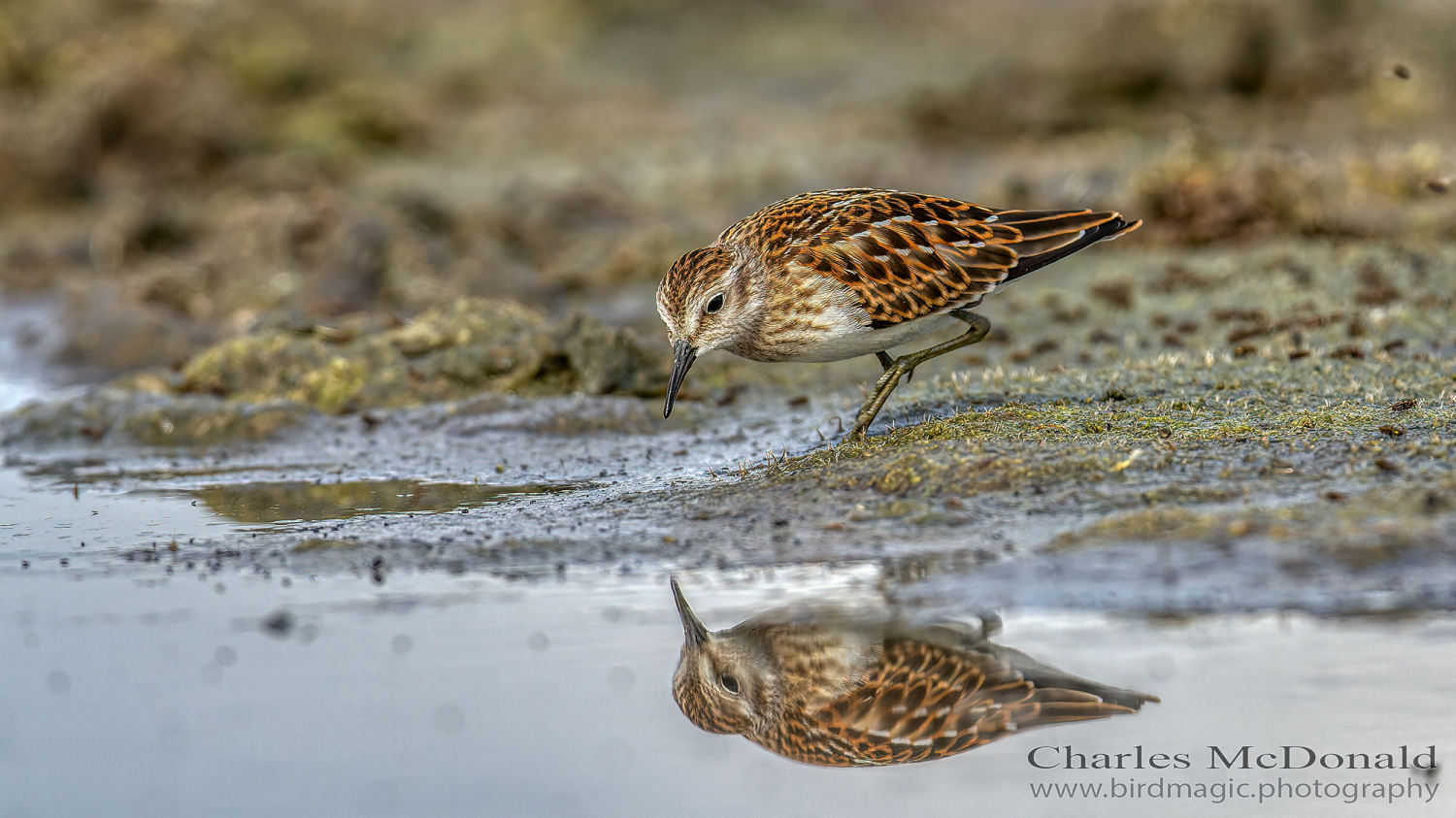 White-rumped Sandpiper