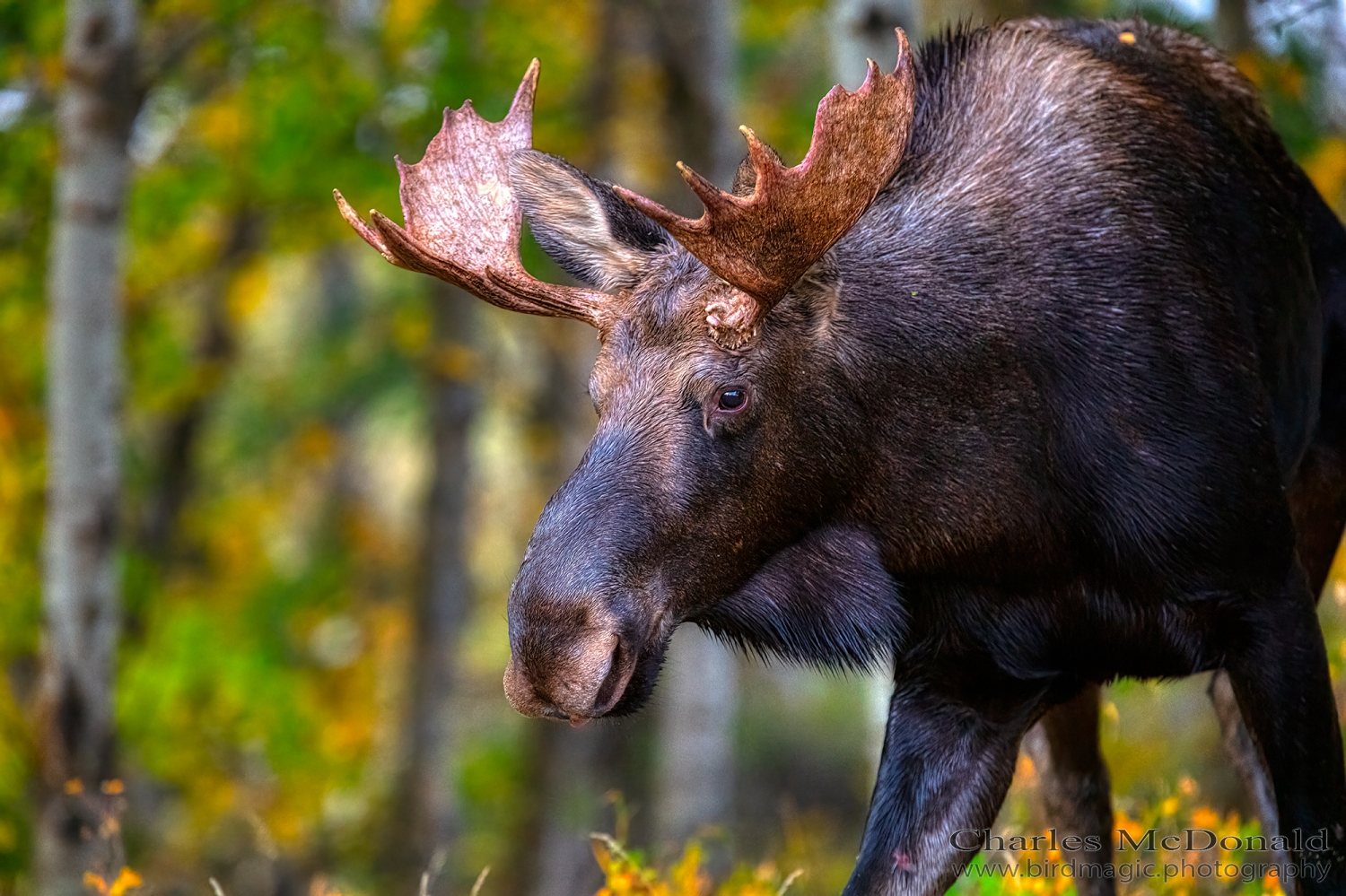 Moose