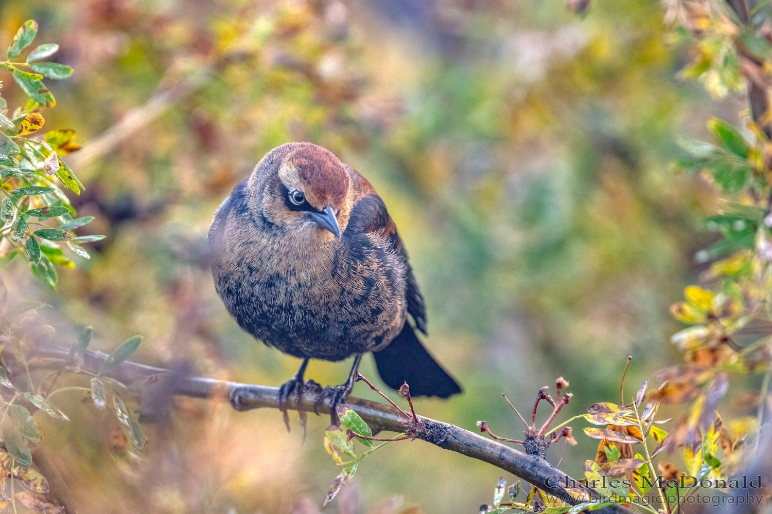 Rusty Blackbird