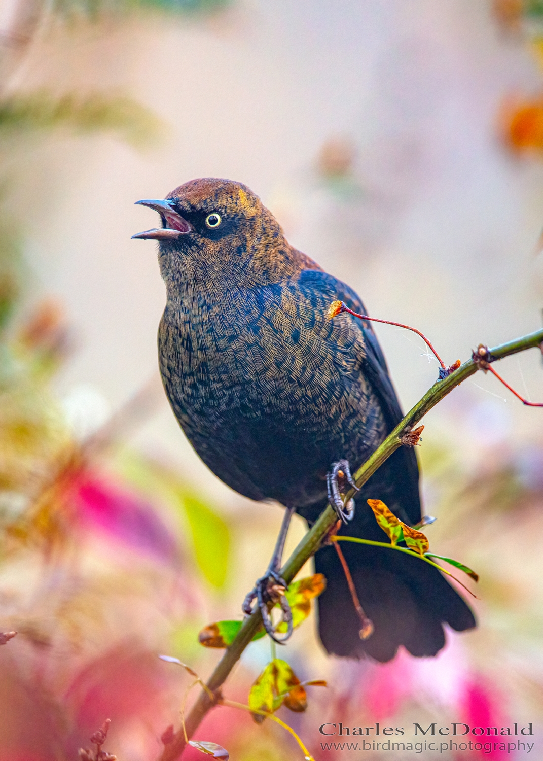 Rusty Blackbird