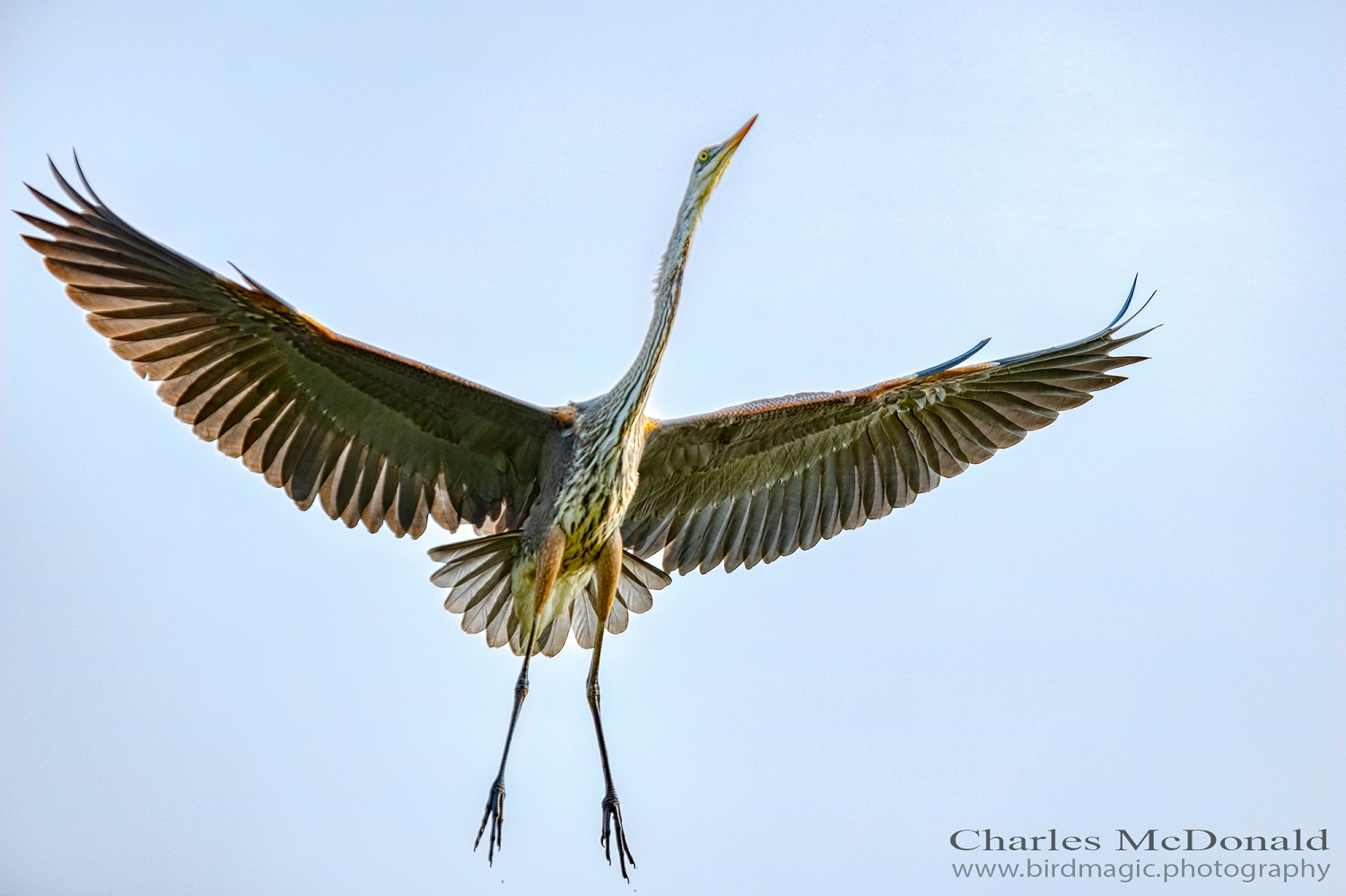 Great Blue Heron