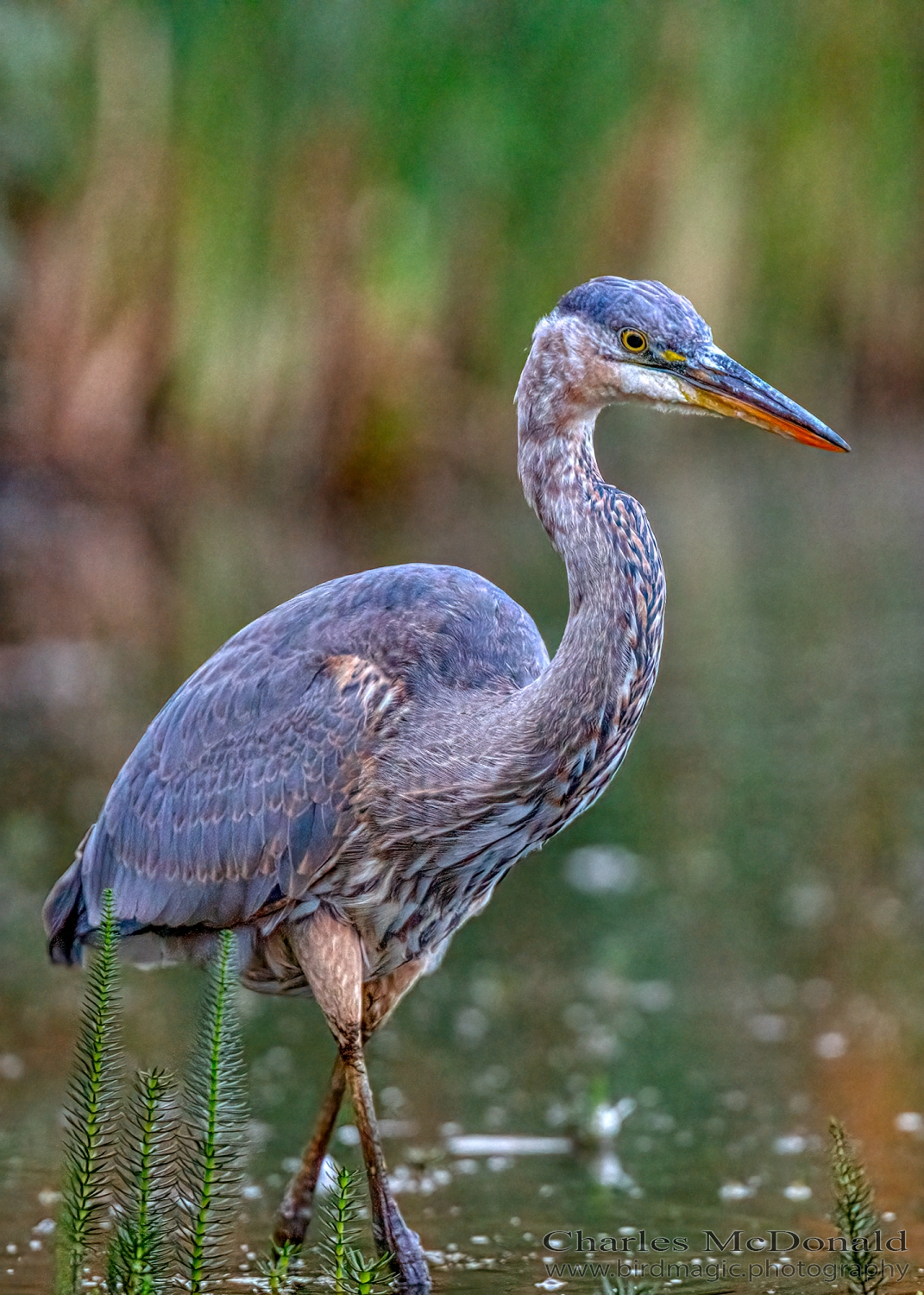 Great Blue Heron