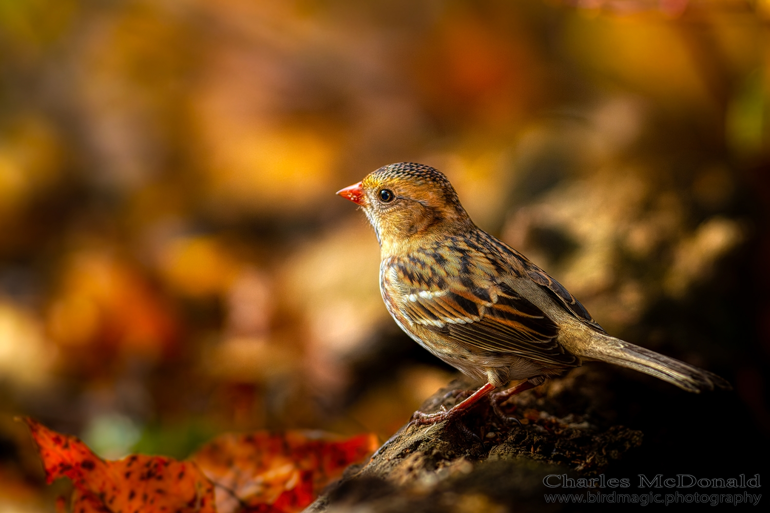 Harris's Sparrow