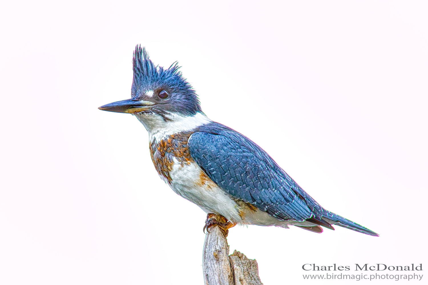 Belted Kingfisher