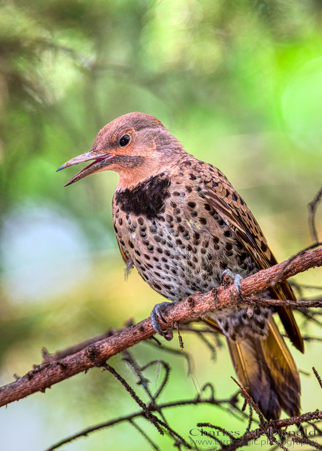 Northern Flicker