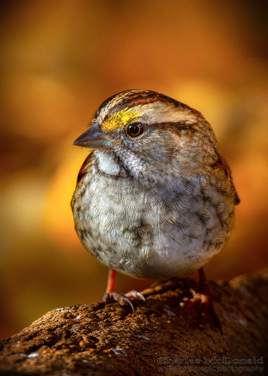 White-throated Sparrow