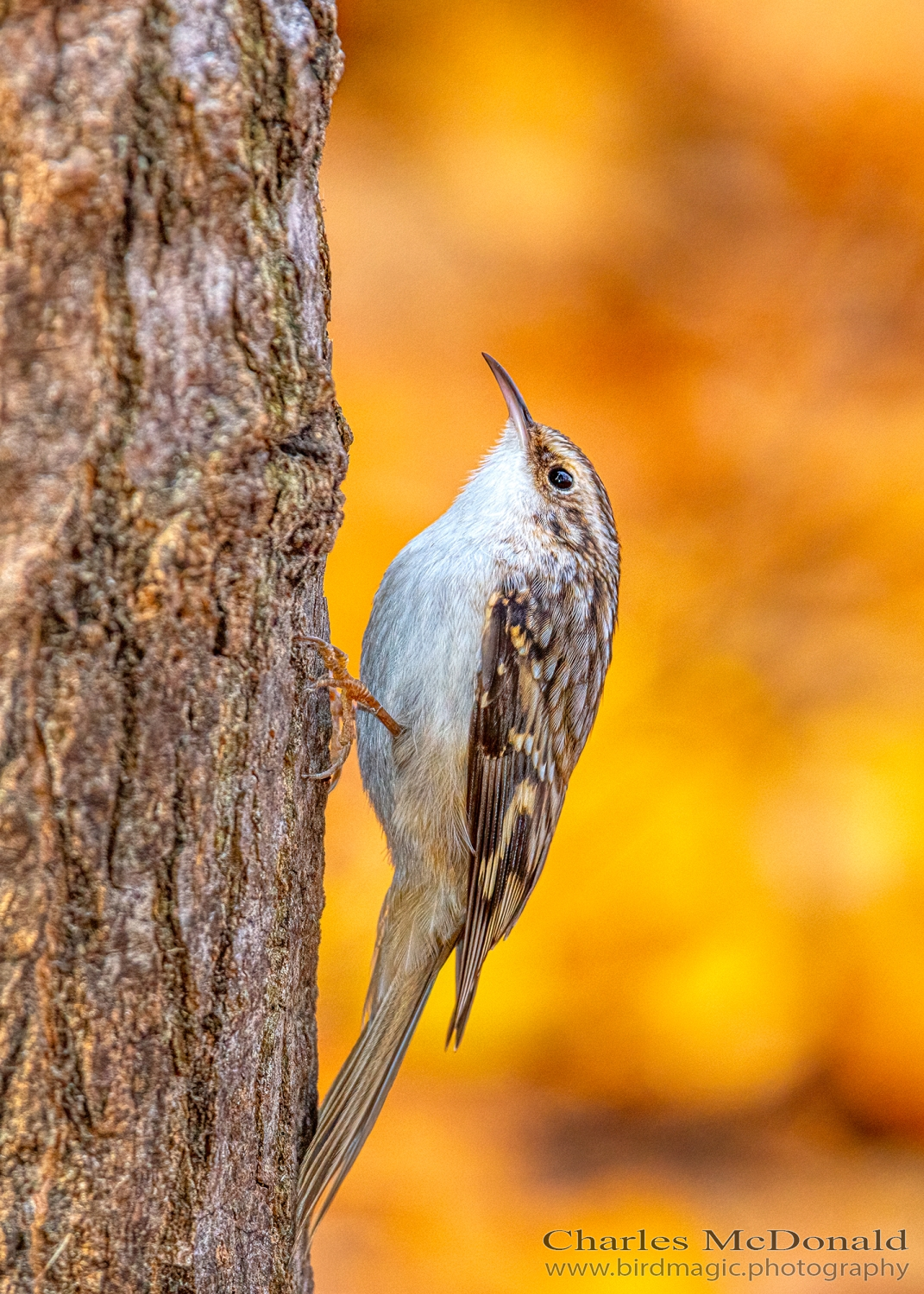 Brown Creeper