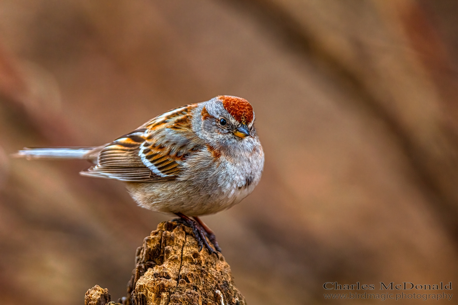 American Tree Sparrow