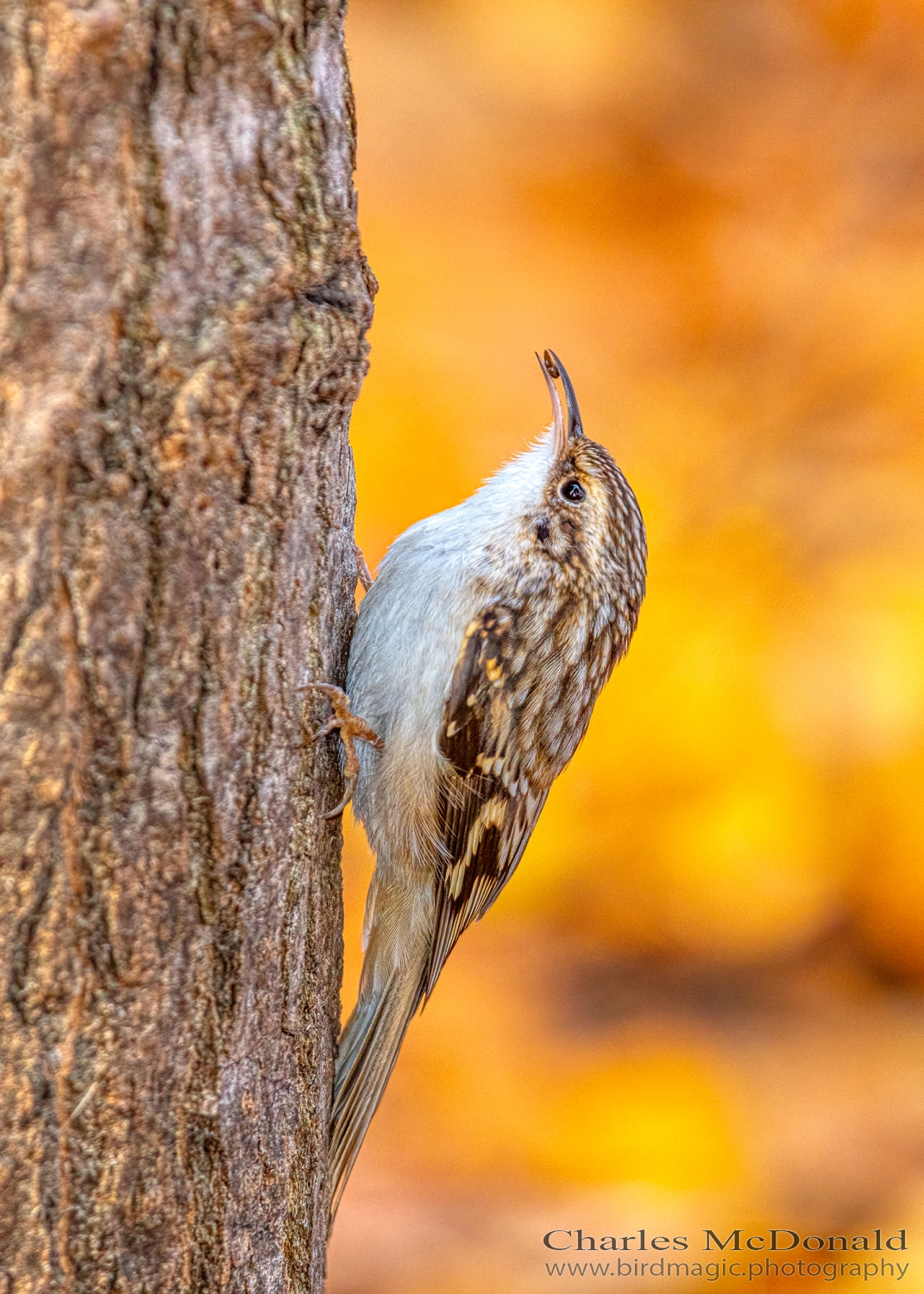 Brown Creeper