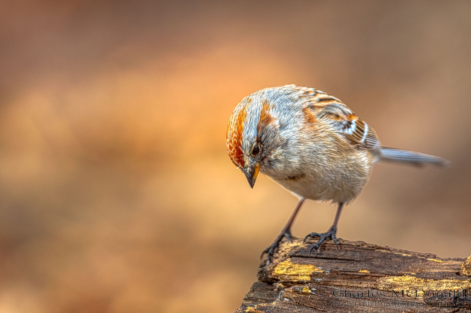 American Tree Sparrow