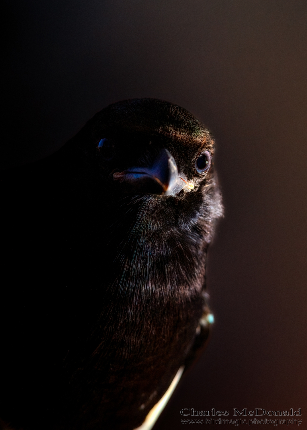 Black-billed Magpie