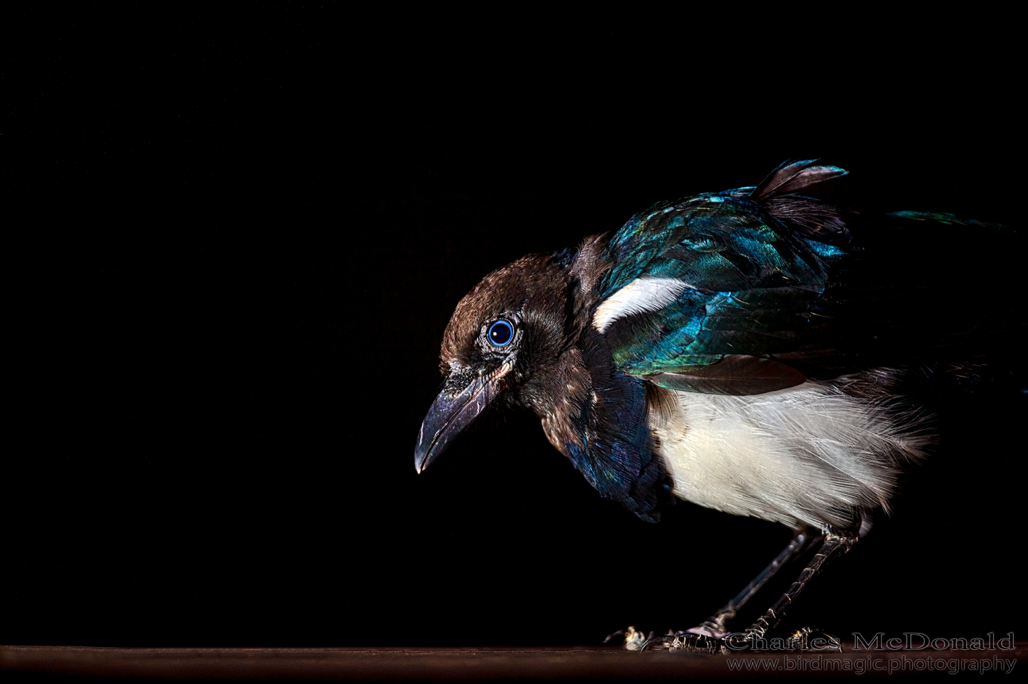 Black-billed Magpie