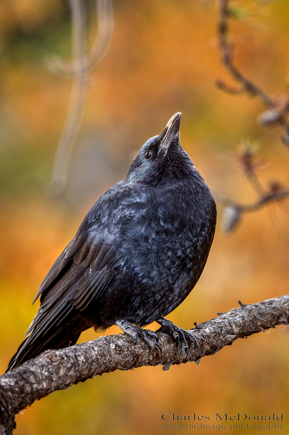 American Crow